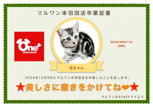 【 卒業記念 】アメショの花ちゃん卒業おめでとう！今までの感謝を込めて〜卒業ブログ〜