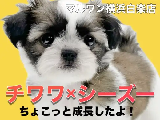 【 MIX 】癒し系ミックスチワズーちゃんのちょこっと成長した姿!