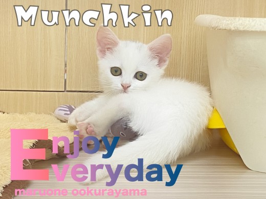 【 マンチカン 】お気に入りのうなぎを披露してくれるコミカルマンチ!