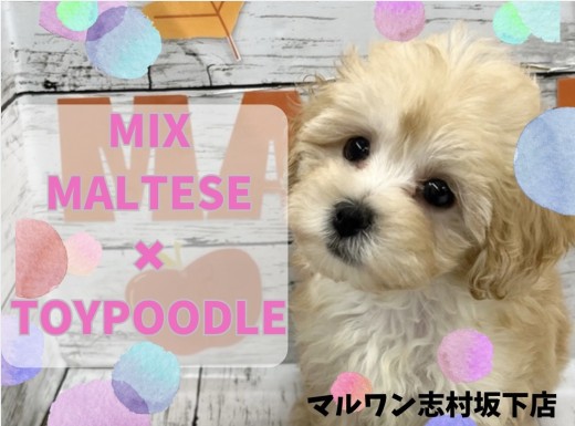 【 MIX 】人懐っこさはピカイチ!被毛が抜けにくい大人気なマルプーちゃん!