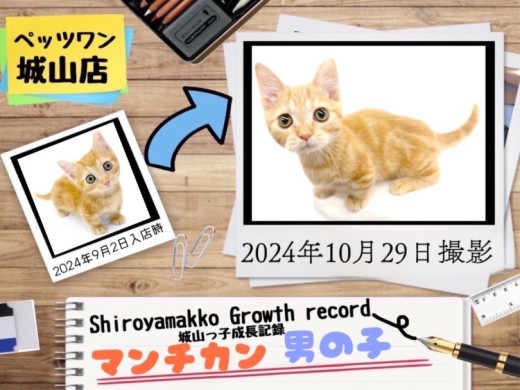 【 マンチカン 】城山っ子成長報告!2024年10月29日
