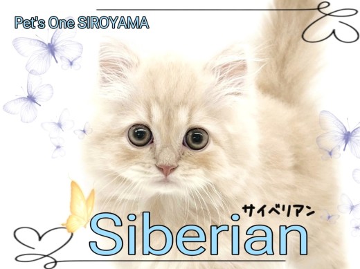 【 サイベリアン 】大人気の猫種、圧倒的な癒し系美男子くんの登場!