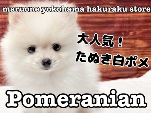 【 ポメラニアン 】おもちゃ遊び大好き!大人気たぬき顔ポメラニアン