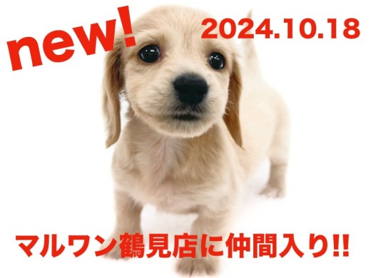 【 ミニチュアダックスフント 】新たに仲間入り!イエローカラーの女の子!!