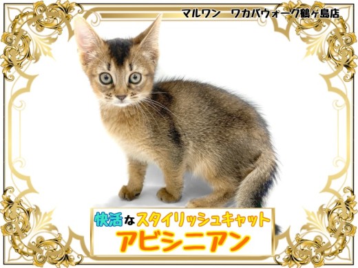 アビシニアンページ★ アビシニアン | ペットショップ マルワン 小さめ子犬 美形な子猫