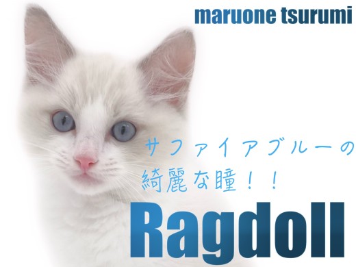 【 ラグドール 】2ndブログ!サファイアブルーの瞳が可愛い男の子!!