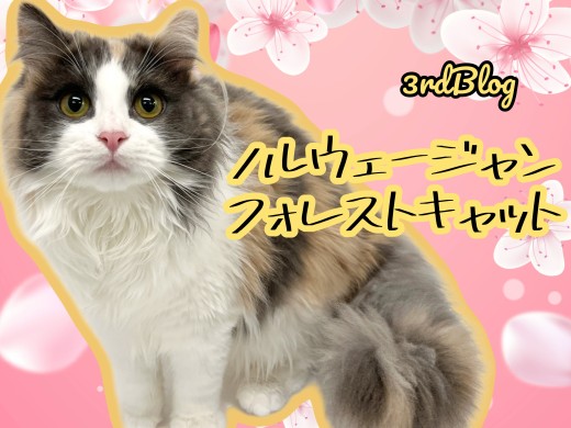 【 ノルウェージャンフォレストキャット 】お姉さんへと成長した美人キャット!