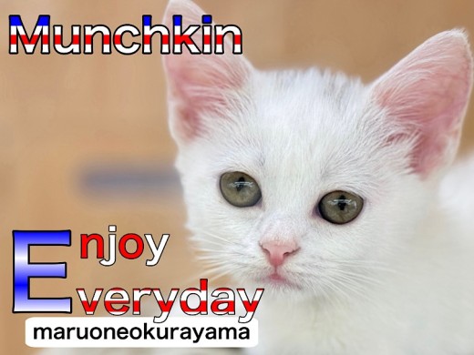 【 マンチカン 】ネコ界のスポーツカーは語る!高いところが好きな理由!