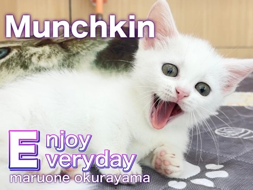 【 マンチカン 】猫はコタツで丸くなる!元気に冬を乗り切るための寒さ対策!