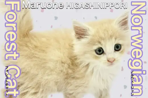 【 ノルウェージャンフォレストキャット 】バンビーノすぎる正統派イケメン!