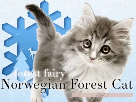 【 ノルウェージャンフォレストキャット 】チャンピオンの血を引く群青キャット!