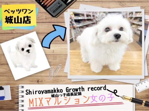 【 MIX 】 マルションの城山っ子成長報告!2024年11月15日
