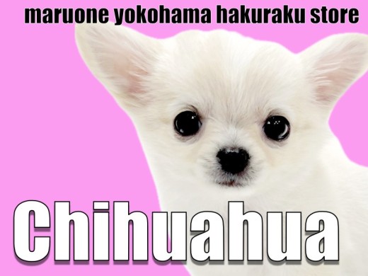 【 チワワ 】小さめでも元気いっぱい!好奇心旺盛で遊び好きな女の子