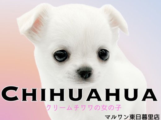 チワワ | ペットショップ マルワン 小さめ子犬 美形な子猫