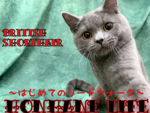 【 ブリティッシュショートヘア 成長ログ】猫散歩!初めてのリードウォークに挑戦!