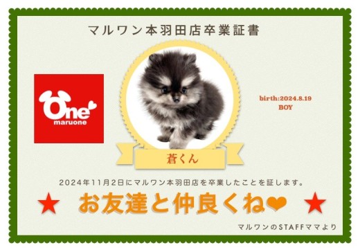 【 卒業記念 】ポメラニアンの蒼くん卒業おめでとう!今までの感謝を込めて