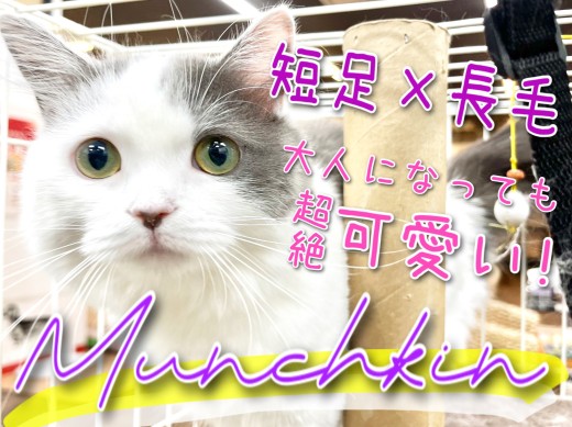 【 マンチカン 】可愛さ凝縮!横浜短足マンチをPickUp!