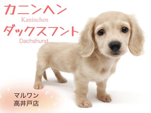 【 カニンヘン・ダックス 】大きく優しい垂れ目を持ったダックスの女の子が参上!