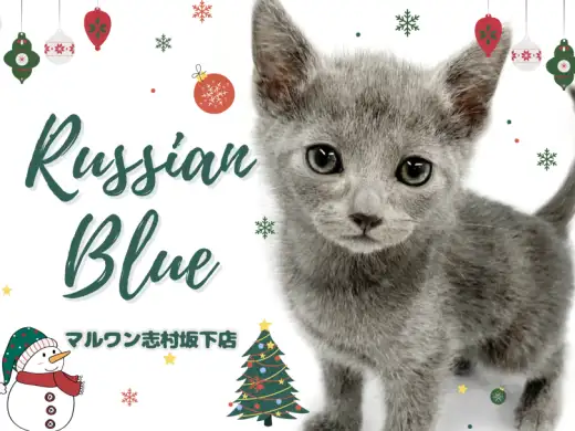 【 ロシアンブルー 】才色兼備なスリム体型!ロシアンブルーの男の子をご紹介!