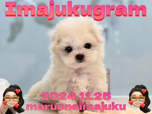 【 イマジュクグラム 】超ドワーフ体型のプレミアムなマルチーズの女の子登場!