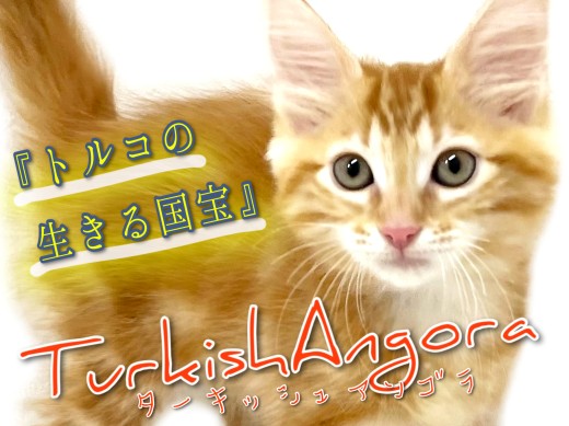 ターキッシュアンゴラ | ペットショップ マルワン 小さめ子犬