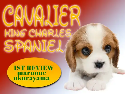 【 キャバリア 】性格の良さはピカイチ!濃いめのブレンハイムのもっちりボディ!