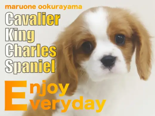 【 キャバリア 】シャンプーで更にピカピカ!輝き増した美しいキャバちゃん爆誕!