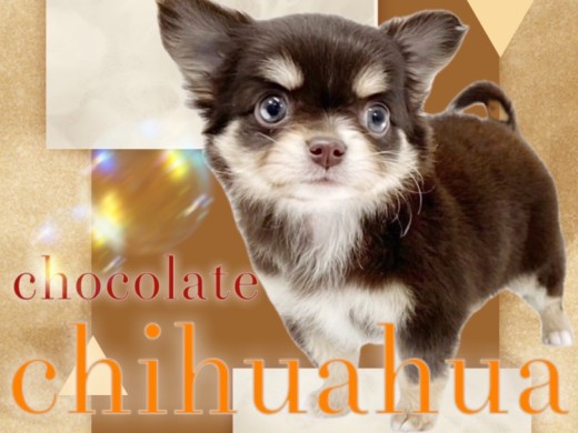 【 チワワ 】濃いめのチョコレートカラー!小さな体に可愛さと幸せが詰まった女の子