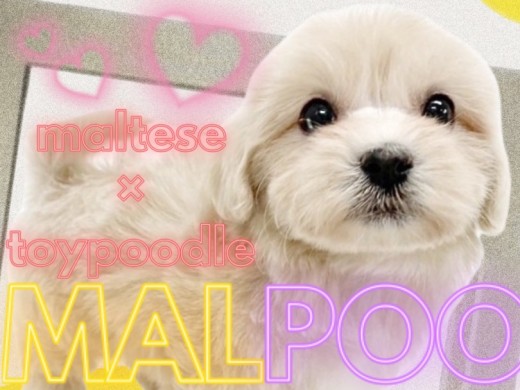 【 マルプー 】人気No.1MIX犬!元気いっぱい存在感抜群のぬいぐるみわんこ!