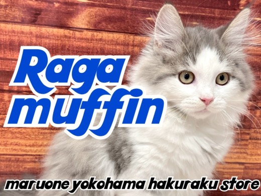 【 ラガマフィン 】見た目と性格のギャップが最高!どんどん遊び好きに成長中!
