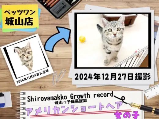 【 アメリカンショートヘア 】城山っ子成長報告!2024年12月27日