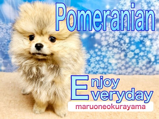 【 ポメラニアン 】ボリューミーな被毛は誰にも負けない！食欲旺盛元気ボーイ！