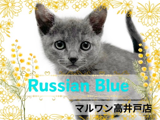 【 ロシアンブルー 】モデル体型の甘えん坊girl!ロシアンブルー入店!