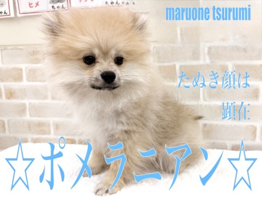 【 ポメラニアン 】毛量多めのたぬき顔した男の子の成長記録です!