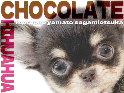 【 チワワ 】生後2ヶ月で体重490gの小さめサイズ!オシャレなチョコカラー!