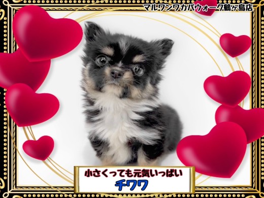 【 チワワ 】コロンと小さく可愛いチワワちゃん