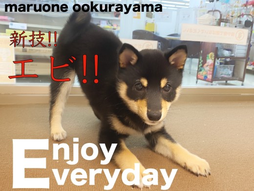 【 豆柴 】得意なことを芸にしながら楽しいコミュニケーション！！