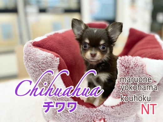 【 チワワ 】希少!チョコレートカラーの女の子がやってきた!