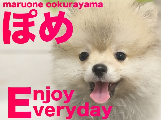 【 ポメラニアン 】爆毛と愛嬌成長中！！愛されキャラのポメラニアンちゃん！