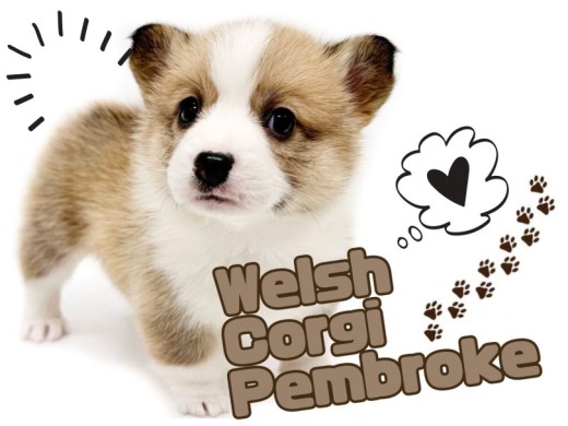 【 ウェルシュコーギーペンブローク 】激かわフェイス!最高の癒し犬が登場!