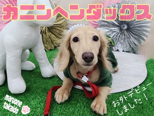 【 カニンヘンダックス 】生後5ヶ月を迎えた多頭飼いもオススメな女の子をご紹介!