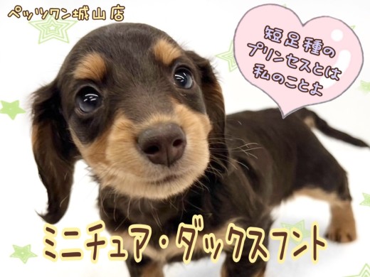 【 ミニチュア・ダックスフント 】癒し系女子!おっとりダックちゃんの登場です。