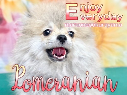 【 ポメラニアン 】綺麗な被毛を保つためにお手入れは大事！大倉山店一推しBOY！