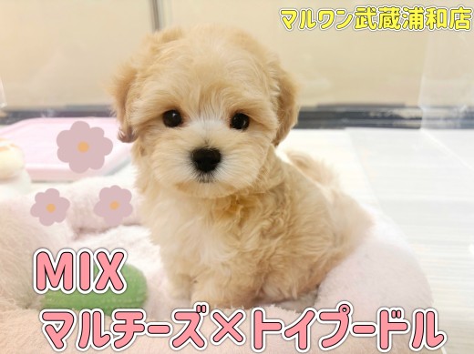 【 マルプー 】マルチーズとトイプードルの最強MIX!クリームカラーの女の子