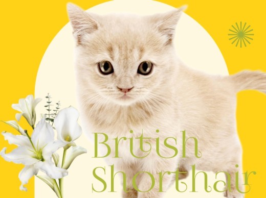 【 ブリティッシュショートヘア 】特別感満載のクリーム!良血統の優秀にゃんこ!