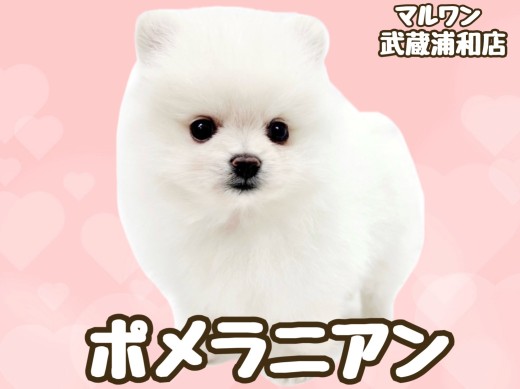 【 ポメラニアン 】毛量たっぷり!たぬき顔が可愛いクリームカラーの女の子