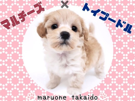 【 マルプー 】おっとり甘えん坊さんな天使降臨!愛すべきドワーフ体型の女の子!