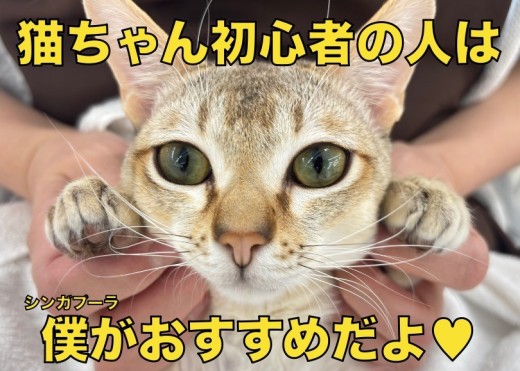 【 シンガプーラ 】初めての猫ちゃん生活に超オススメ!最高に仕上がった性格の男の子!
