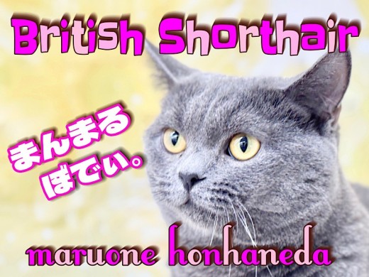 【 ブリティッシュショートヘア 】丸さ・性格・手触り最高!本羽田店のチェシャ猫!