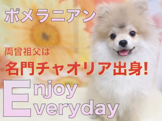 【 ポメラニアン 】両曾祖父はポメラニアンNO.1名門チャオリア出身！